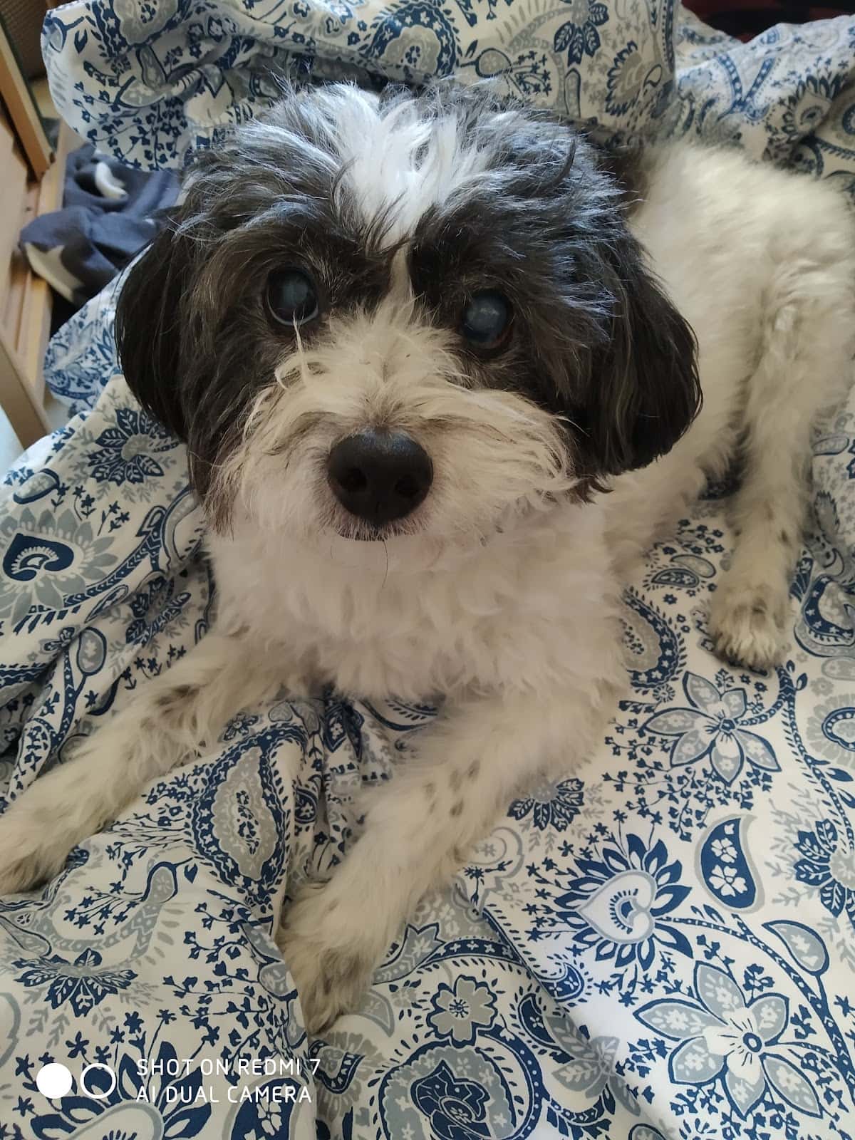 Centro Veterinario Puerto Rico