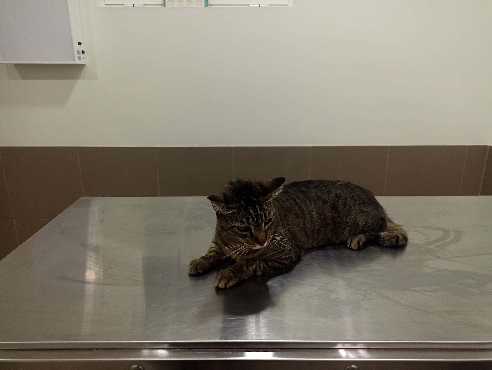 Centro Veterinario Puerto Rico