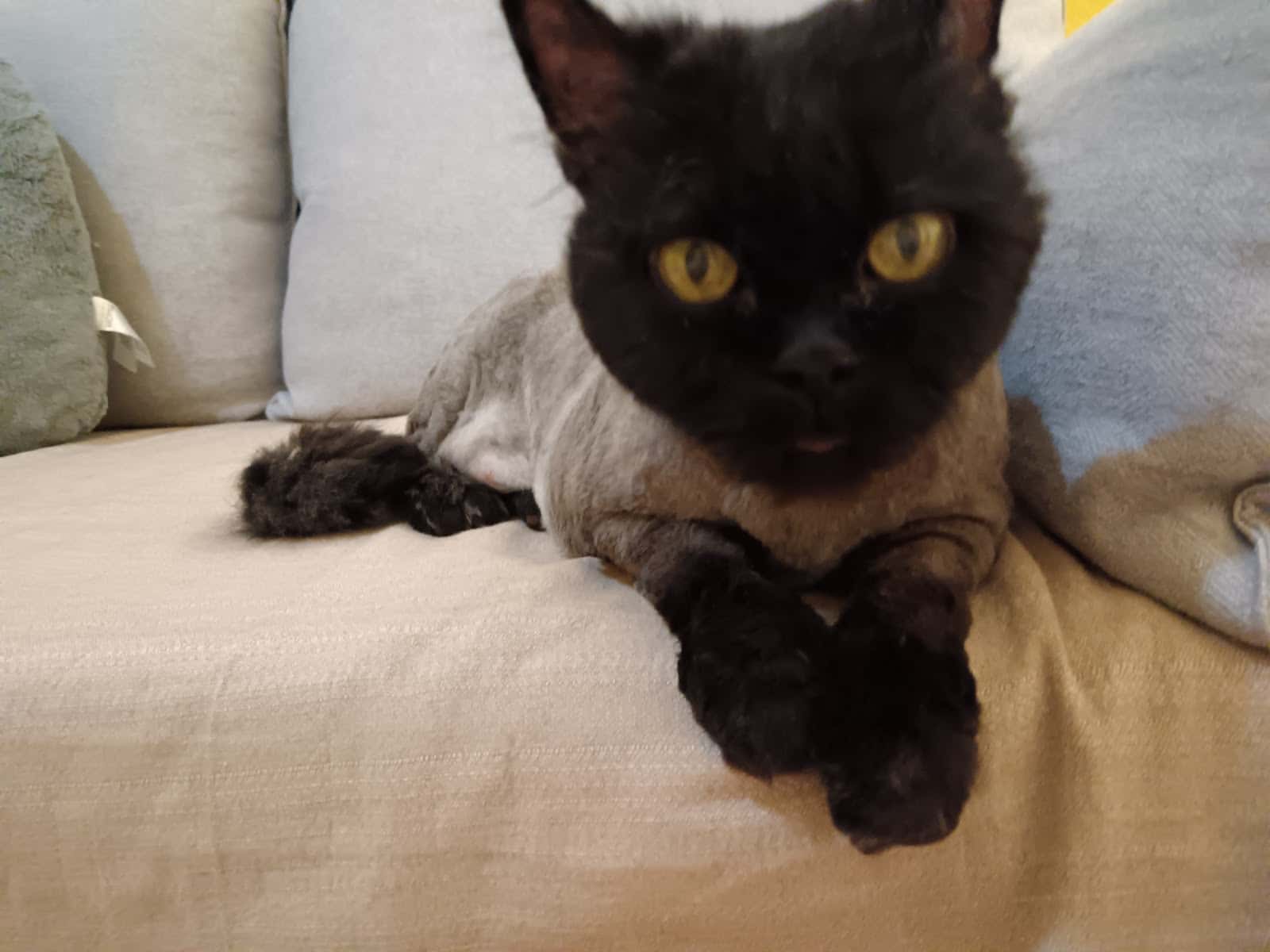 Clinica Veterinaria Felicán Tafira
