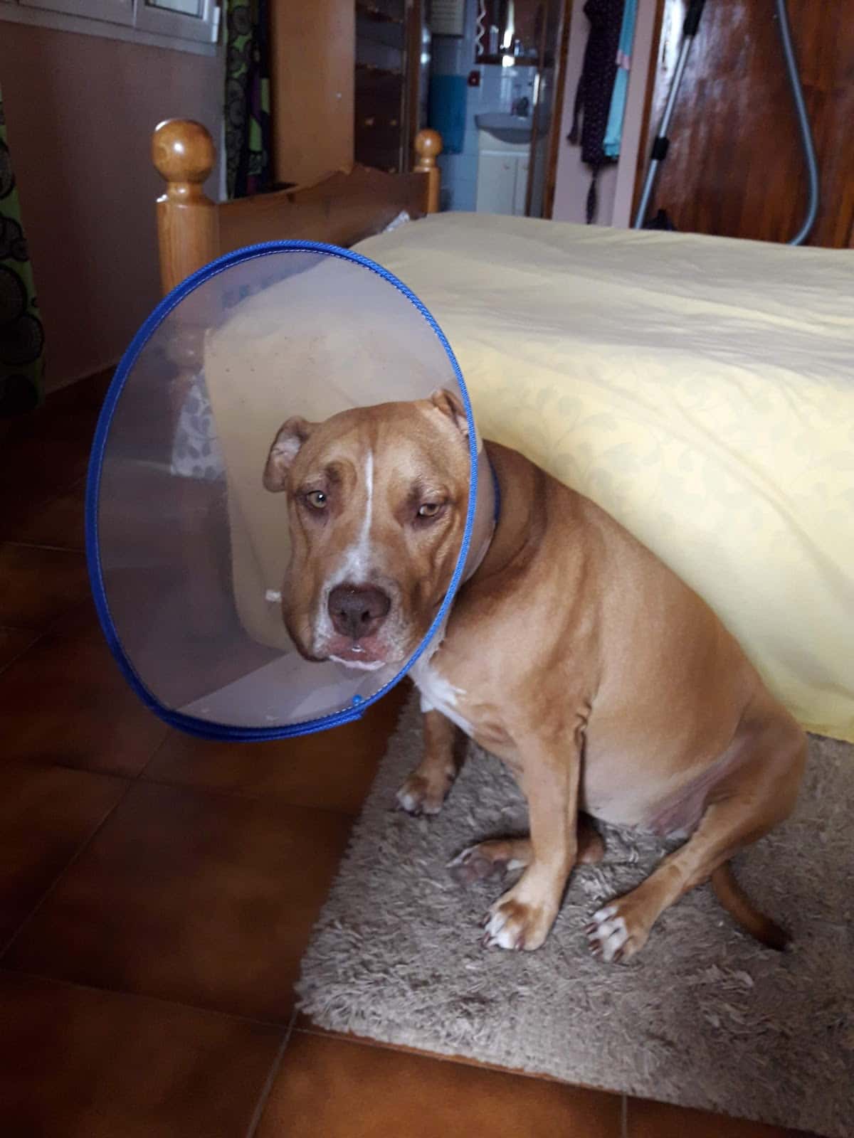 Clinica Veterinaria Felicán Tafira