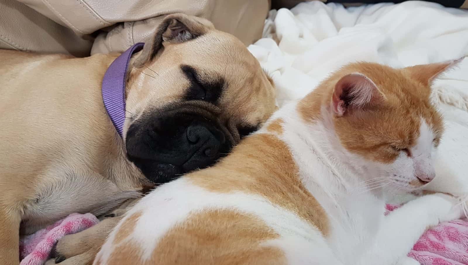 clinica veterinaria felican tafira veterinario clinica en tafira alta en las palmas principalImage ADOPTA Sitios Pet Friendly