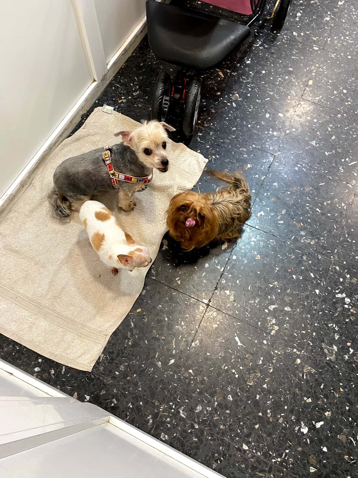 Clínica Veterinaria Escaleritas
