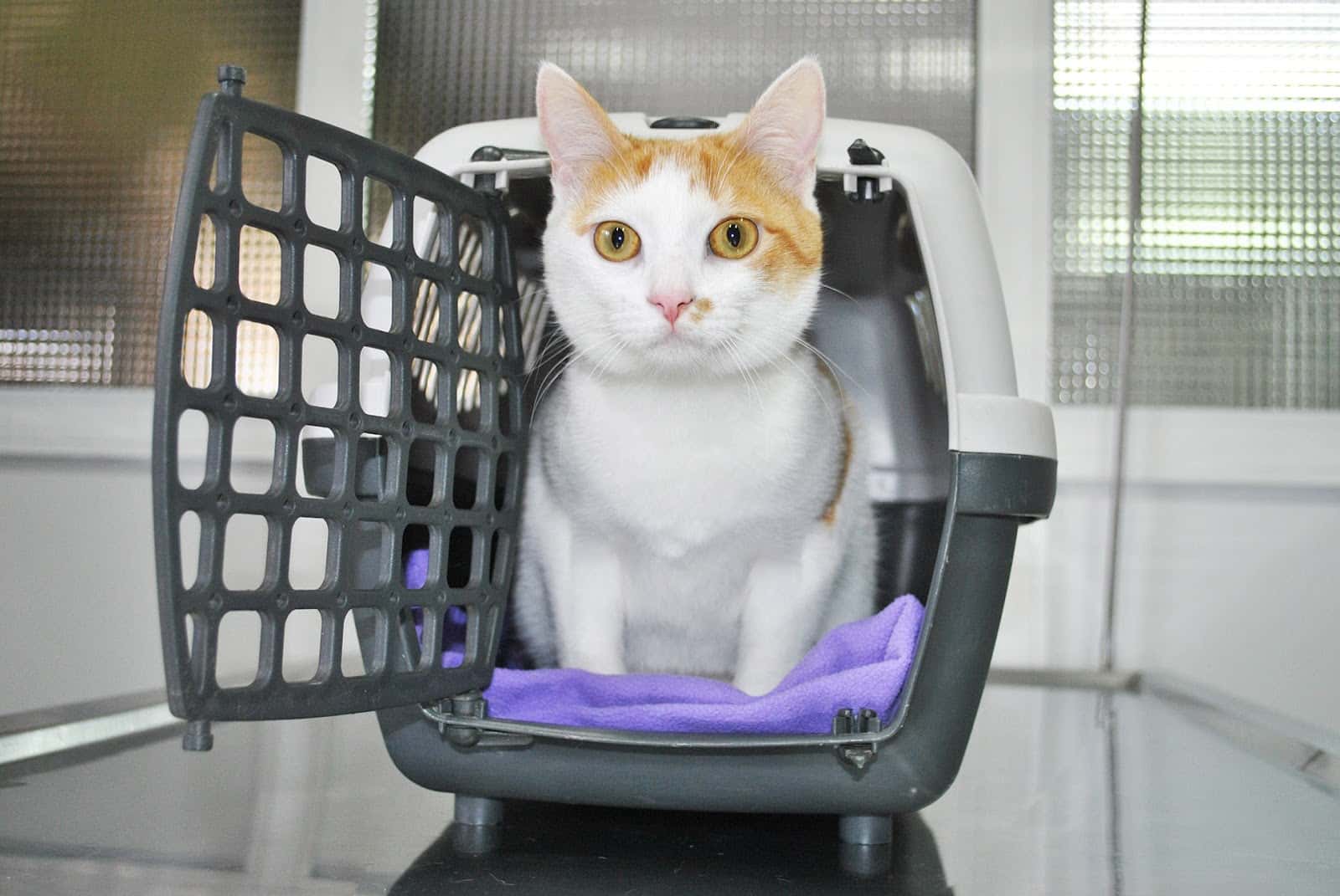 Clínica Veterinaria Escaleritas