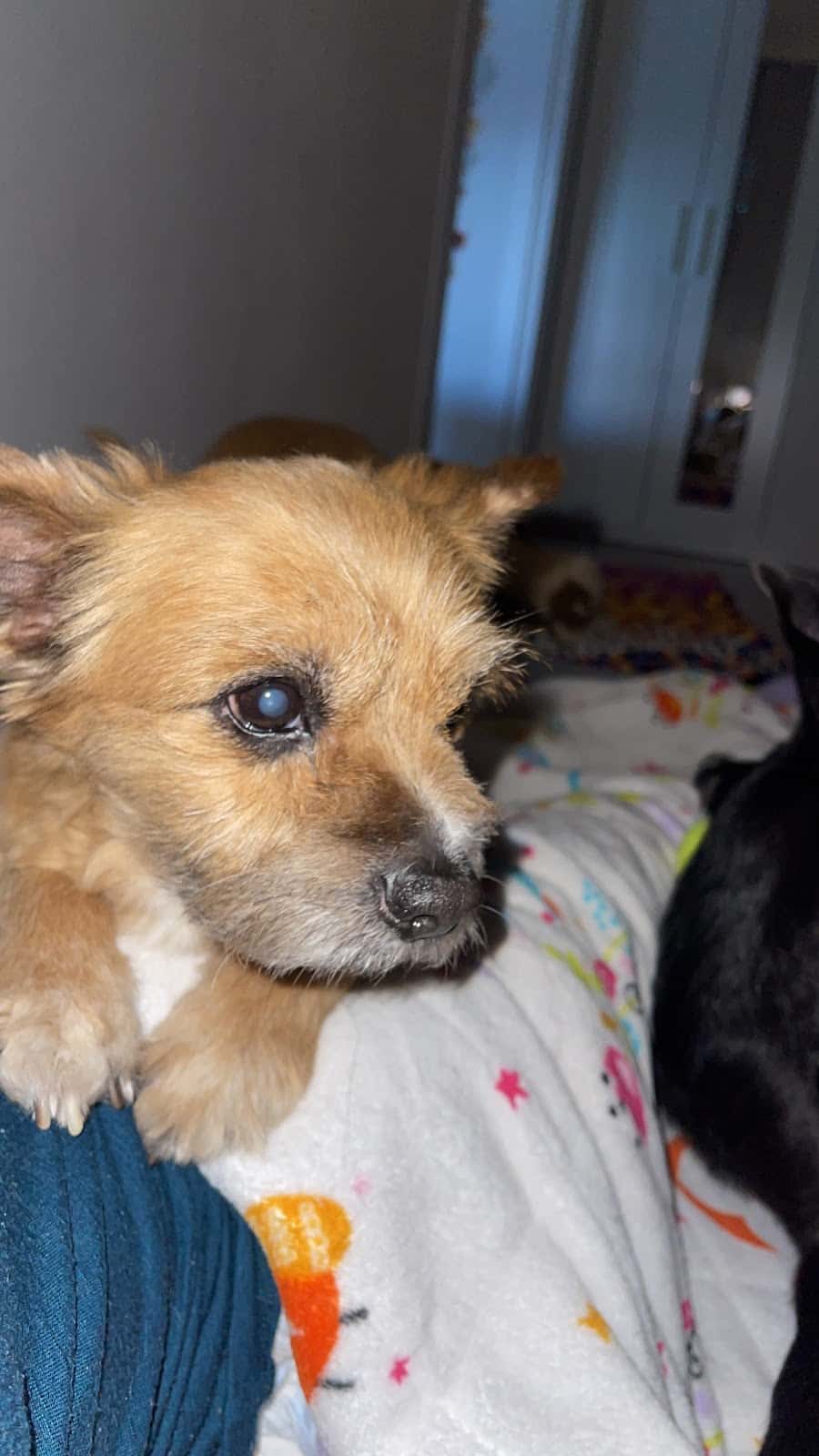 Clínica Veterinaria los Frailes