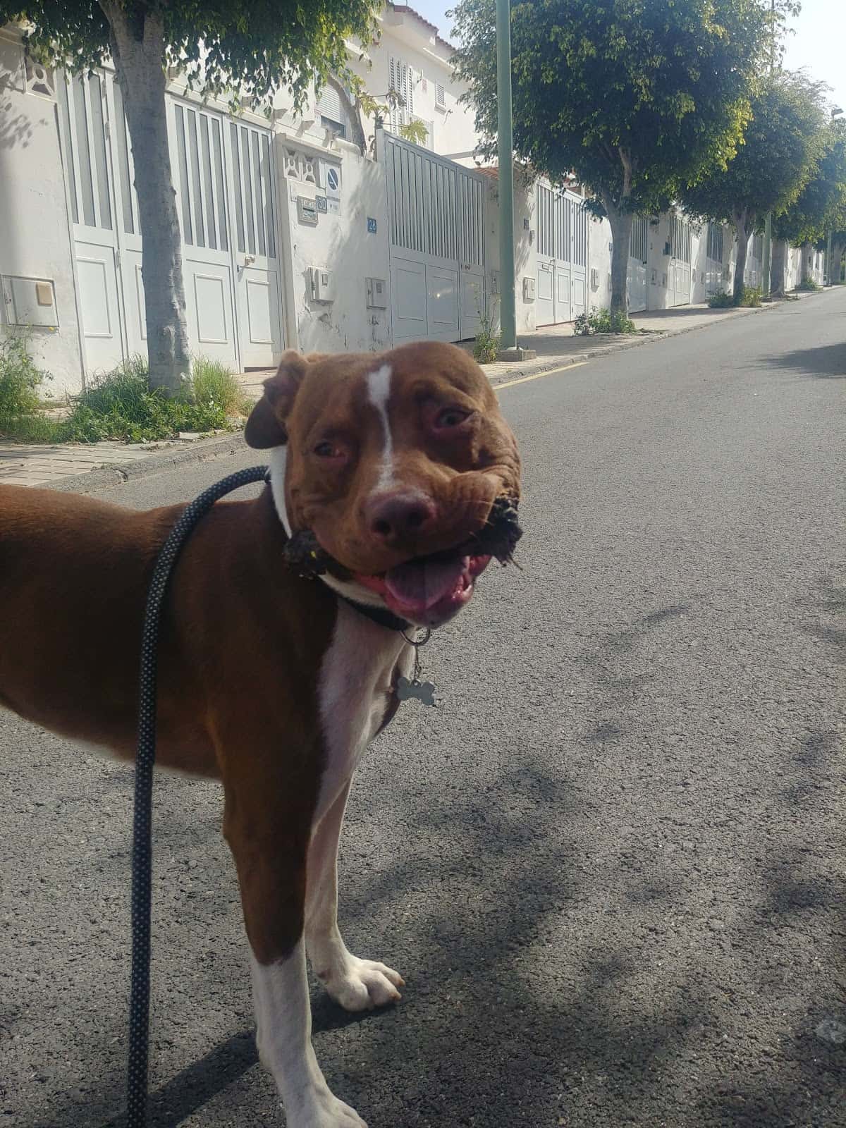 Clínica Veterinaria los Frailes