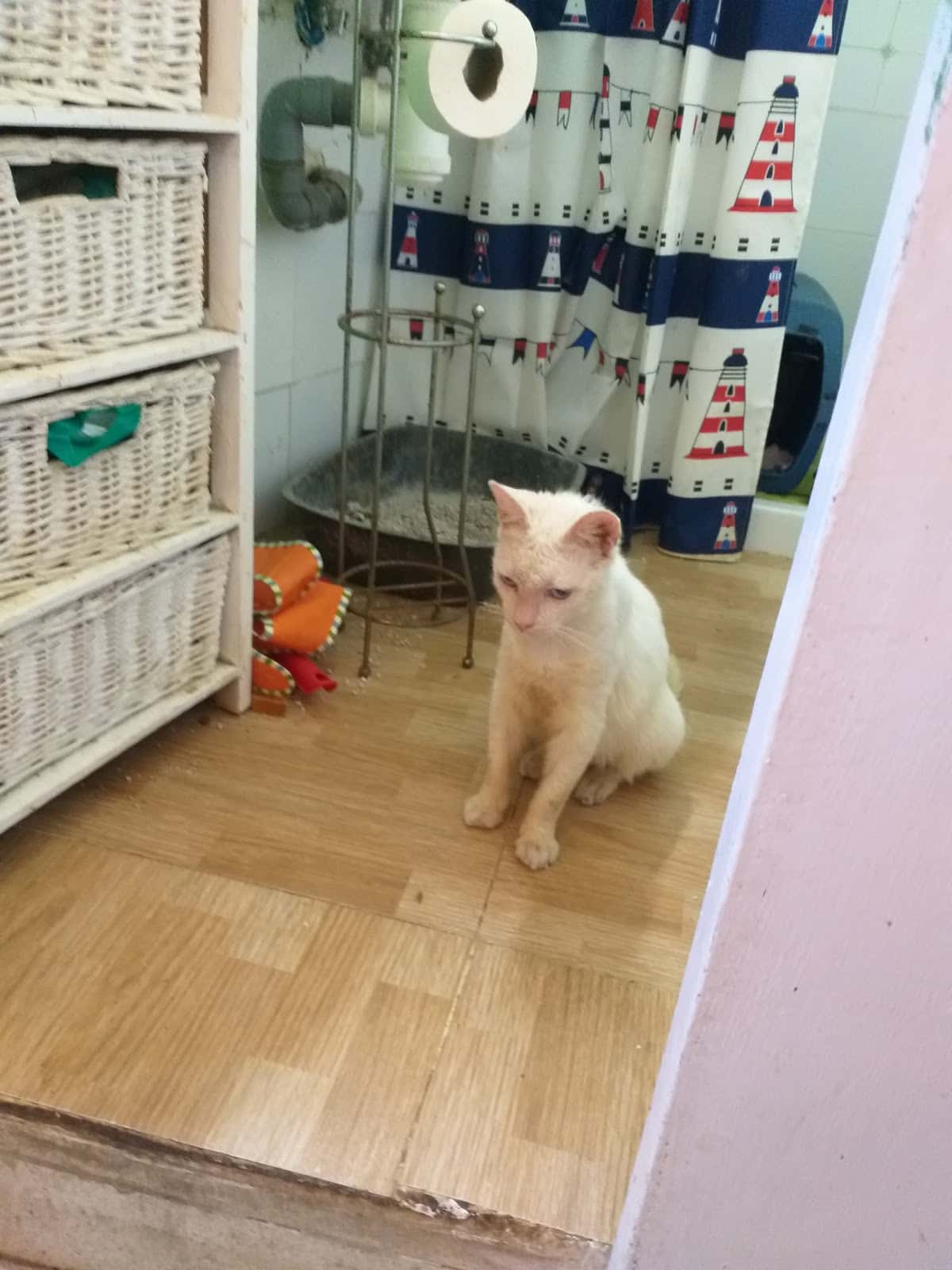 Clínica Veterinaria Paco