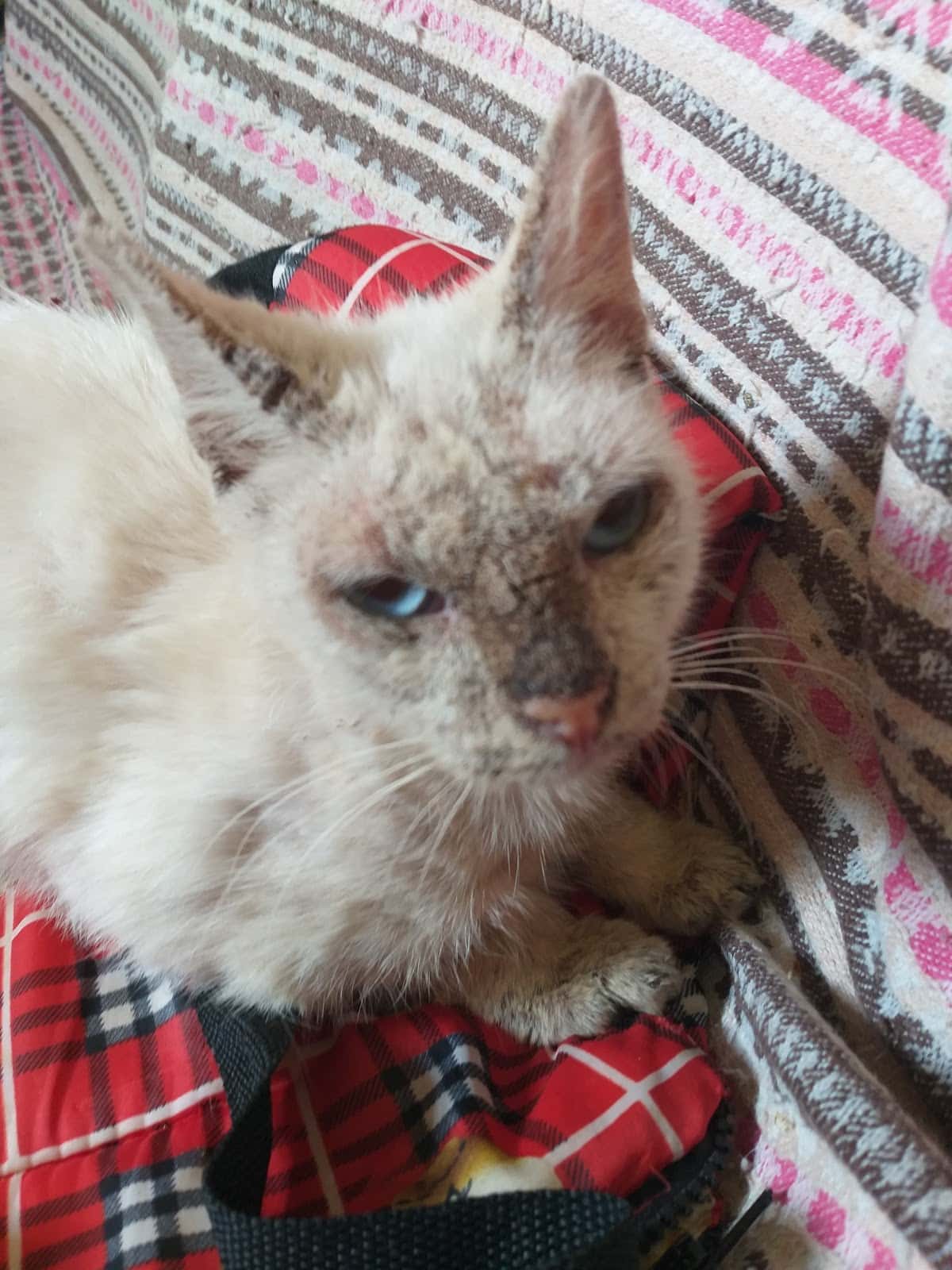 Clínica Veterinaria Paco