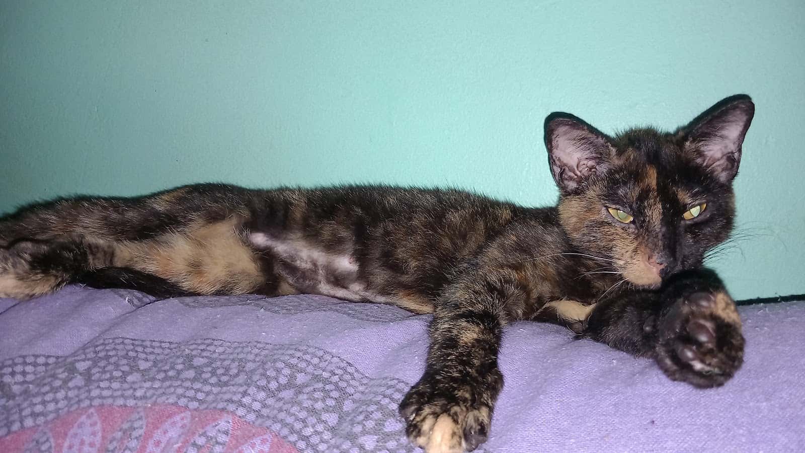 Clínica Veterinaria Paco