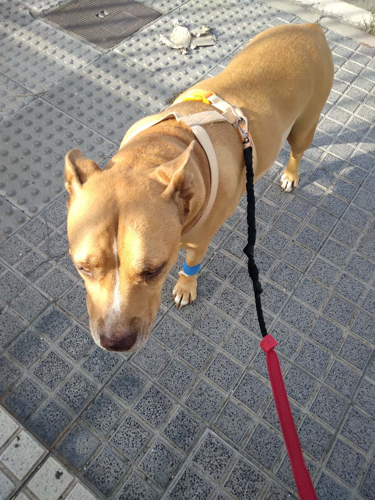 AniCura Albea Hospital Veterinario | Urgencias 24h