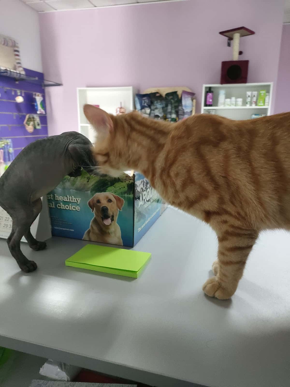 Clínica Veterinaria Las Medianias II