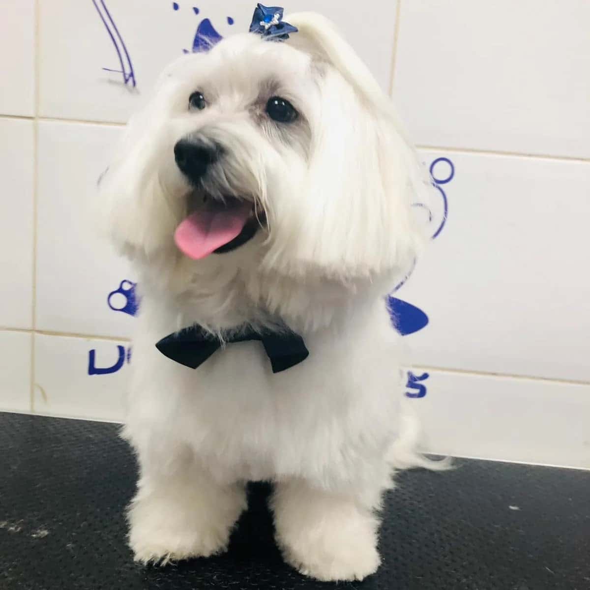 Clínica Veterinaria Las Medianias II