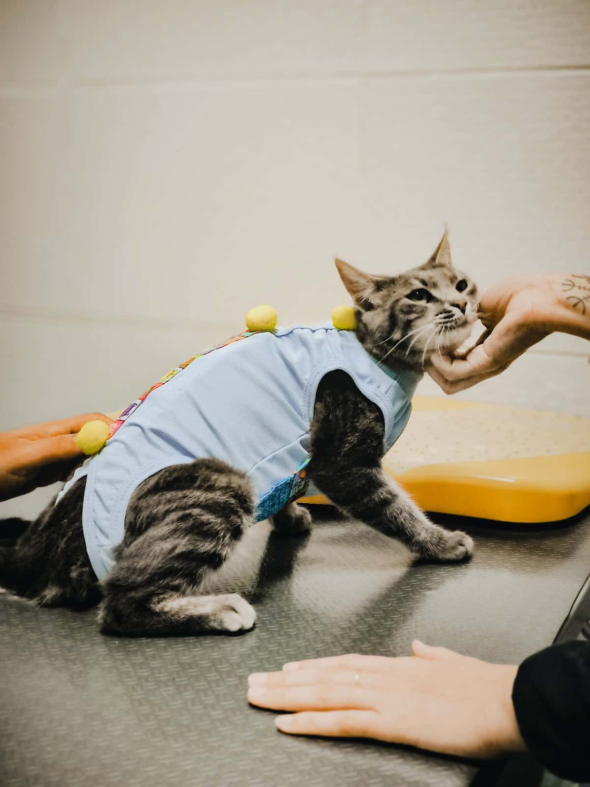 Clínica Veterinaria Huellas