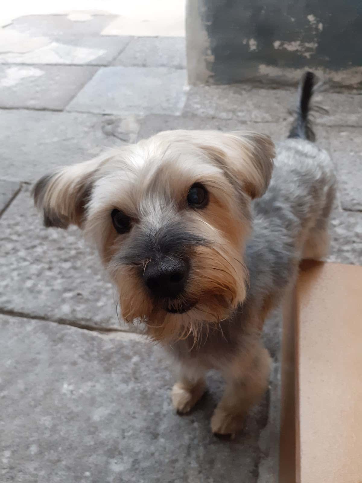 Clínica Veterinaria Huellas