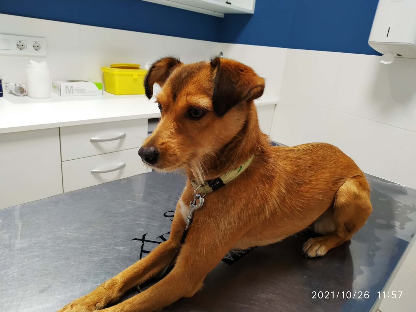clinica canis veterinario clinica en ponteareas en pontevedra principalImage ADOPTA Sitios Pet Friendly
