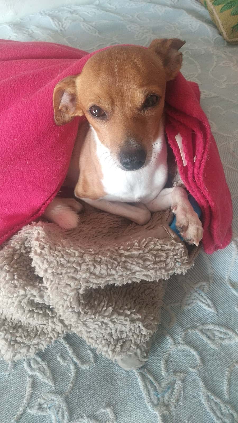 Clínica Veterinaria Meu Vet