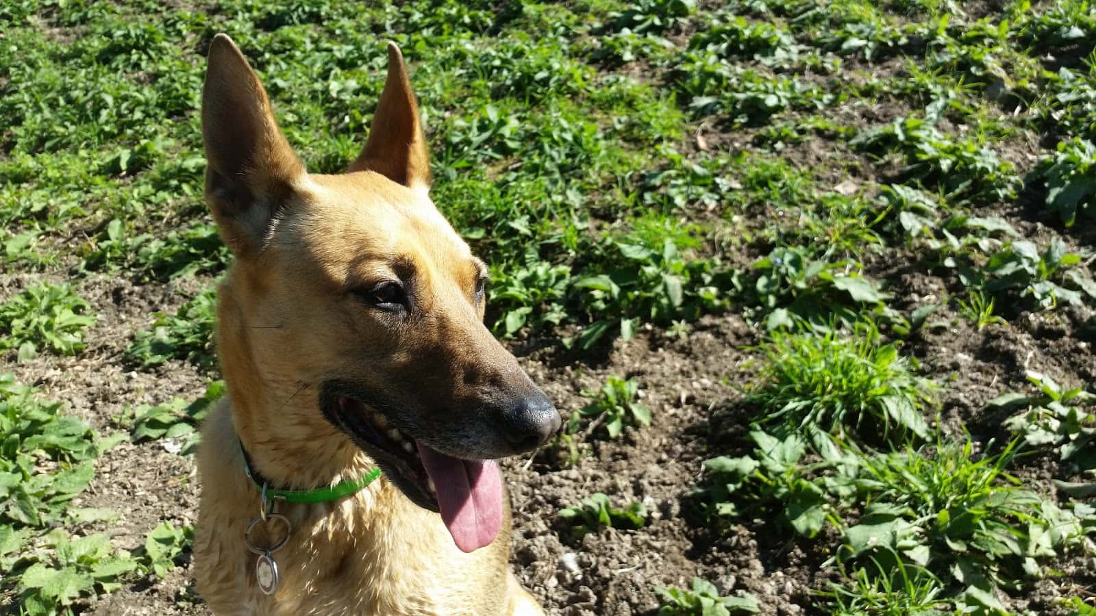 tartaruga veterinario centro en vigo en pontevedra principalImage ADOPTA Sitios Pet Friendly