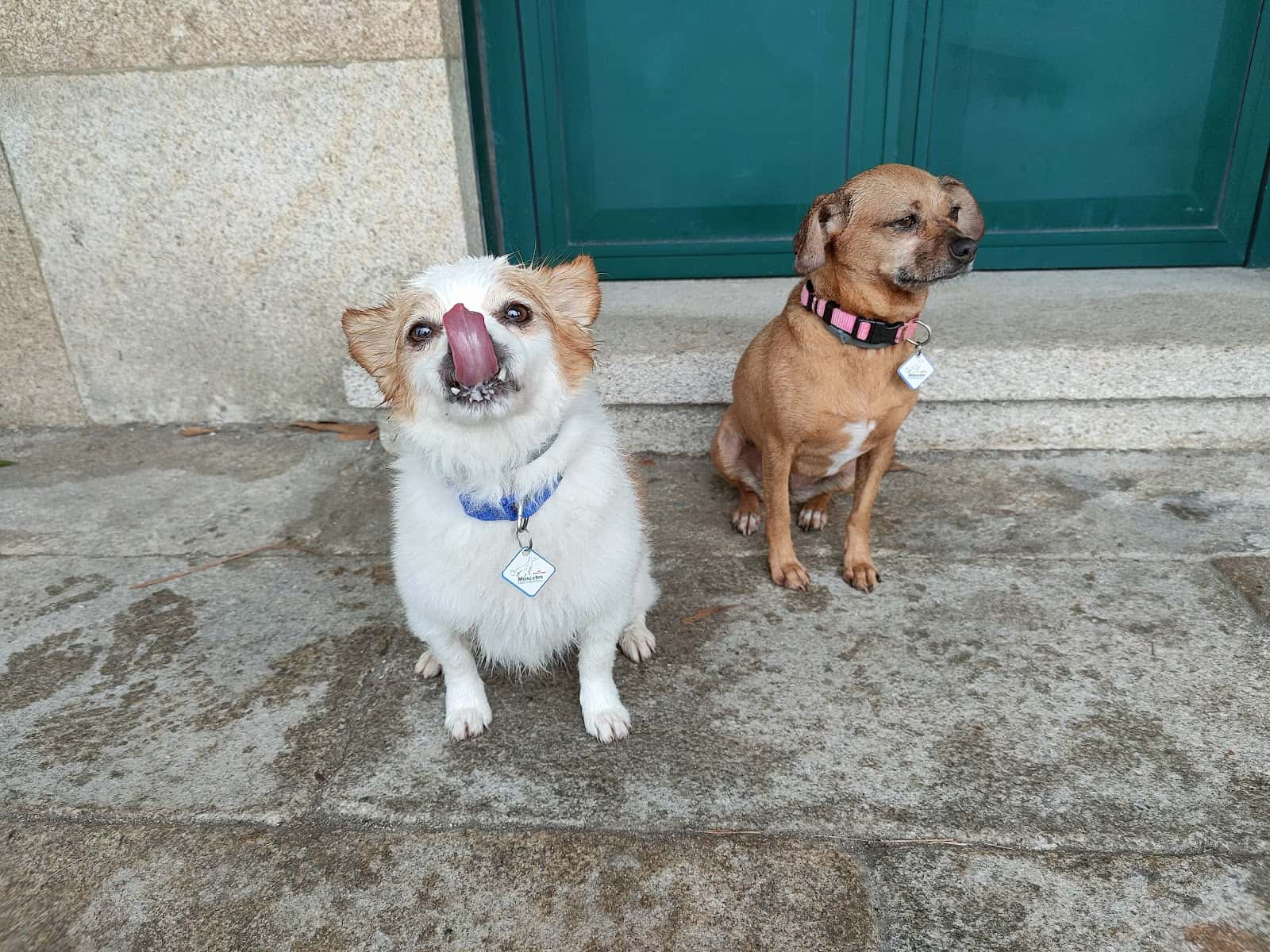 Clinica Veterinaria Amigos