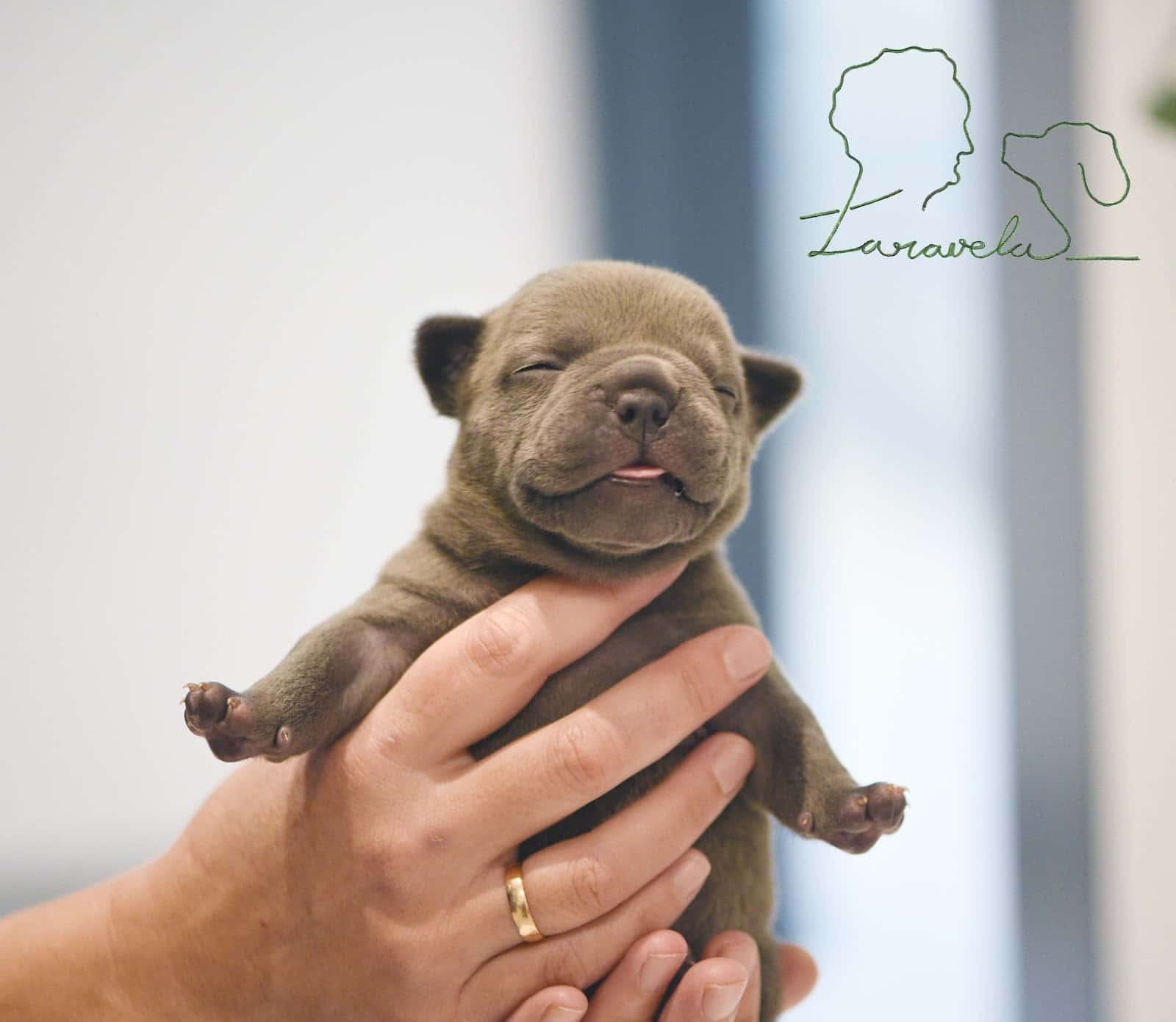 Clínica Veterinaria Taravela