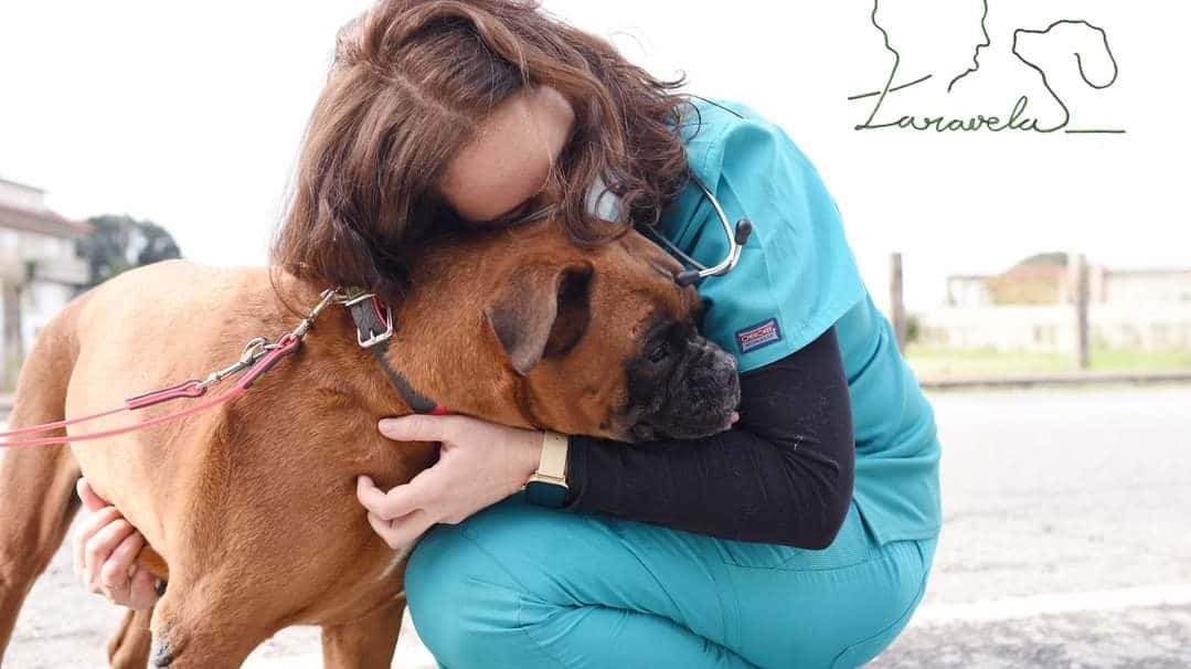 clinica veterinaria taravela veterinario clinica en barro en pontevedra principalImage ADOPTA Sitios Pet Friendly