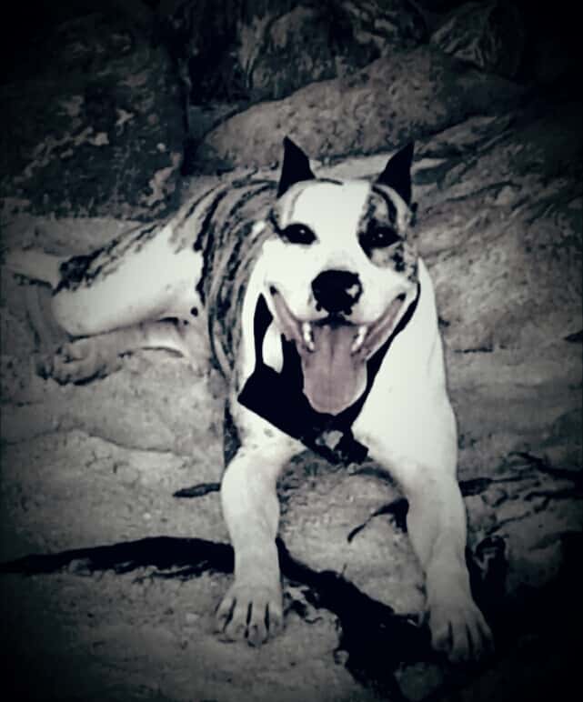 jose benito garcia soto veterinario centro en seixo en pontevedra principalImage ADOPTA Sitios Pet Friendly