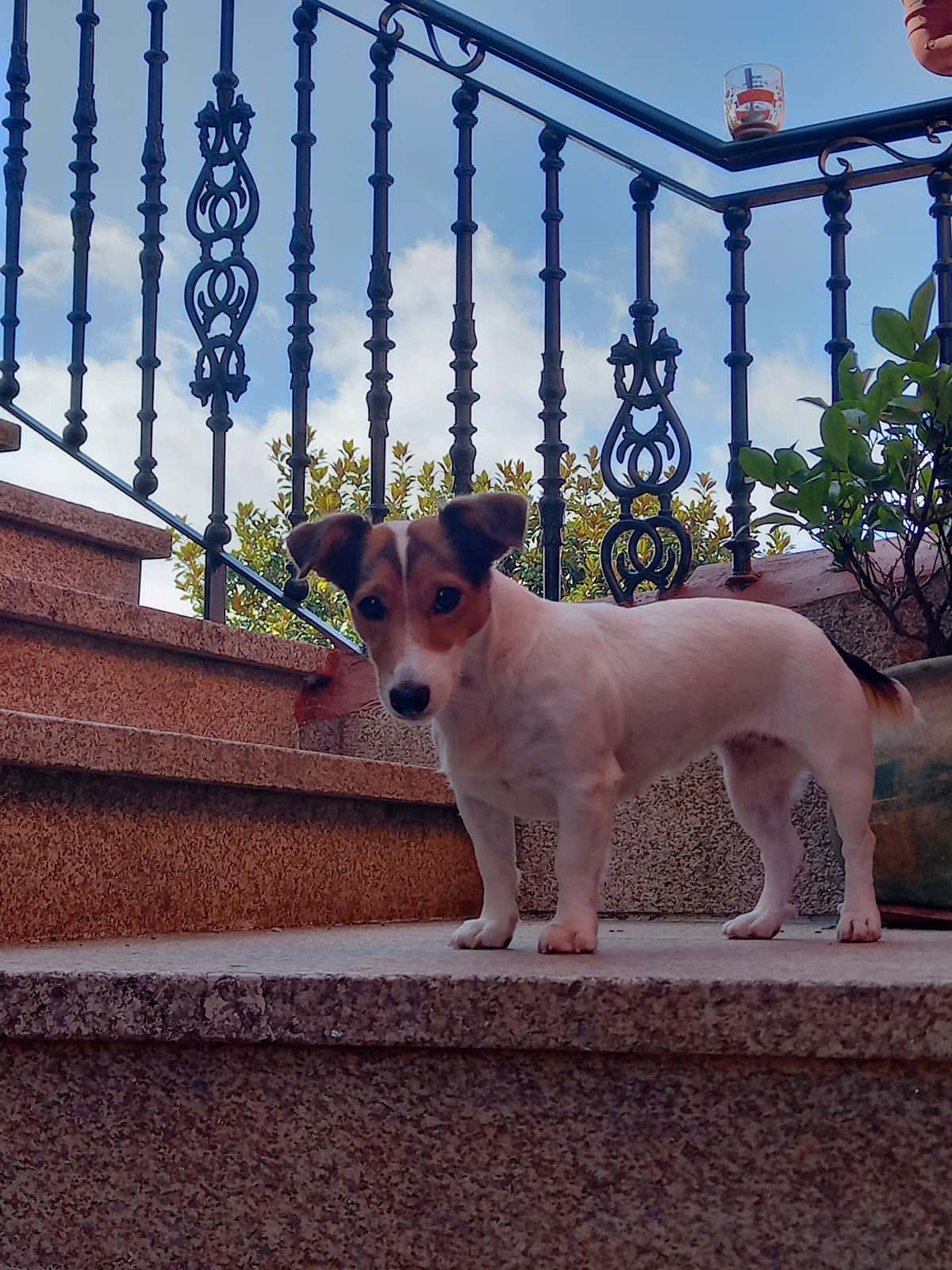 Clinica Veterinaria Peniche