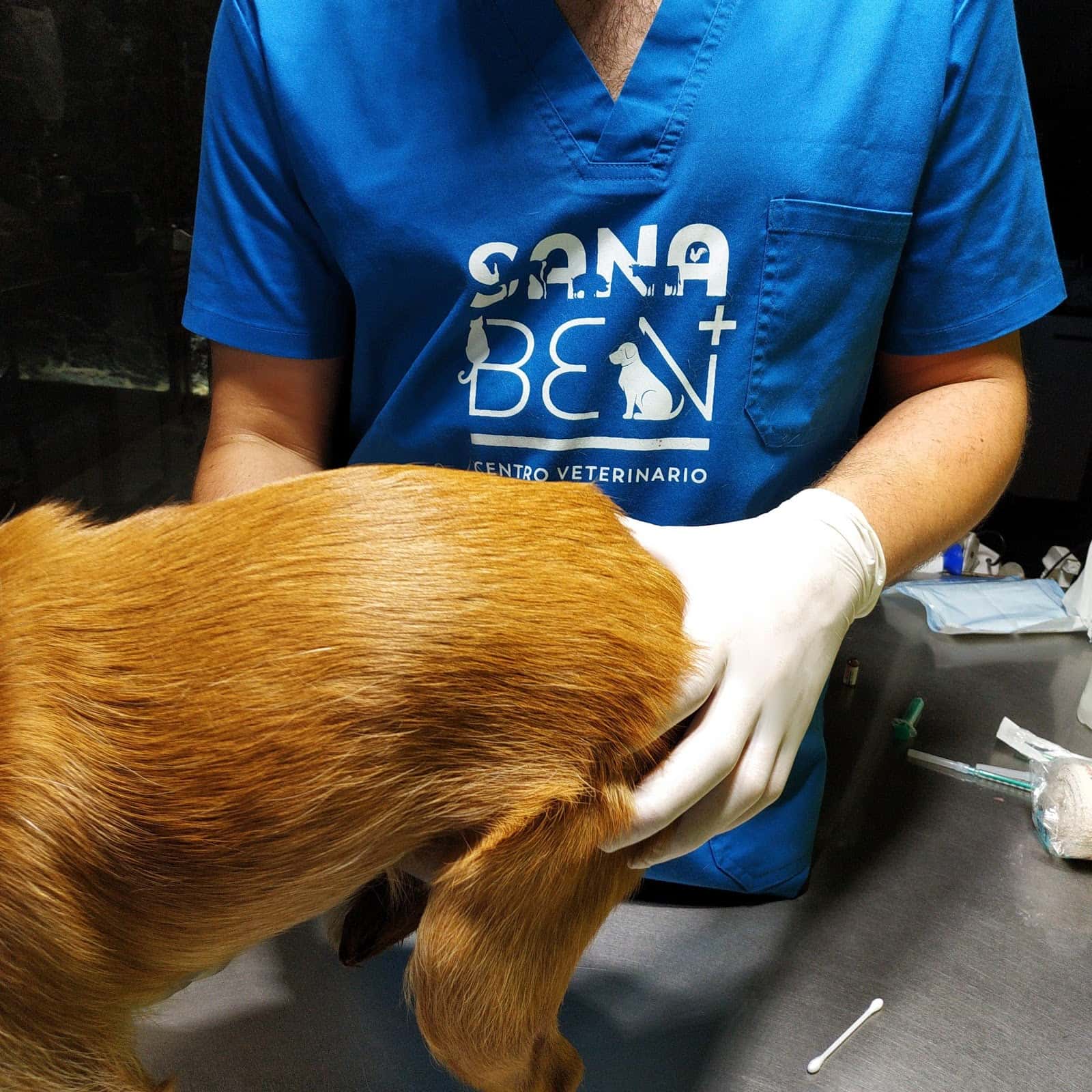 Sanaben Centro Veterinario