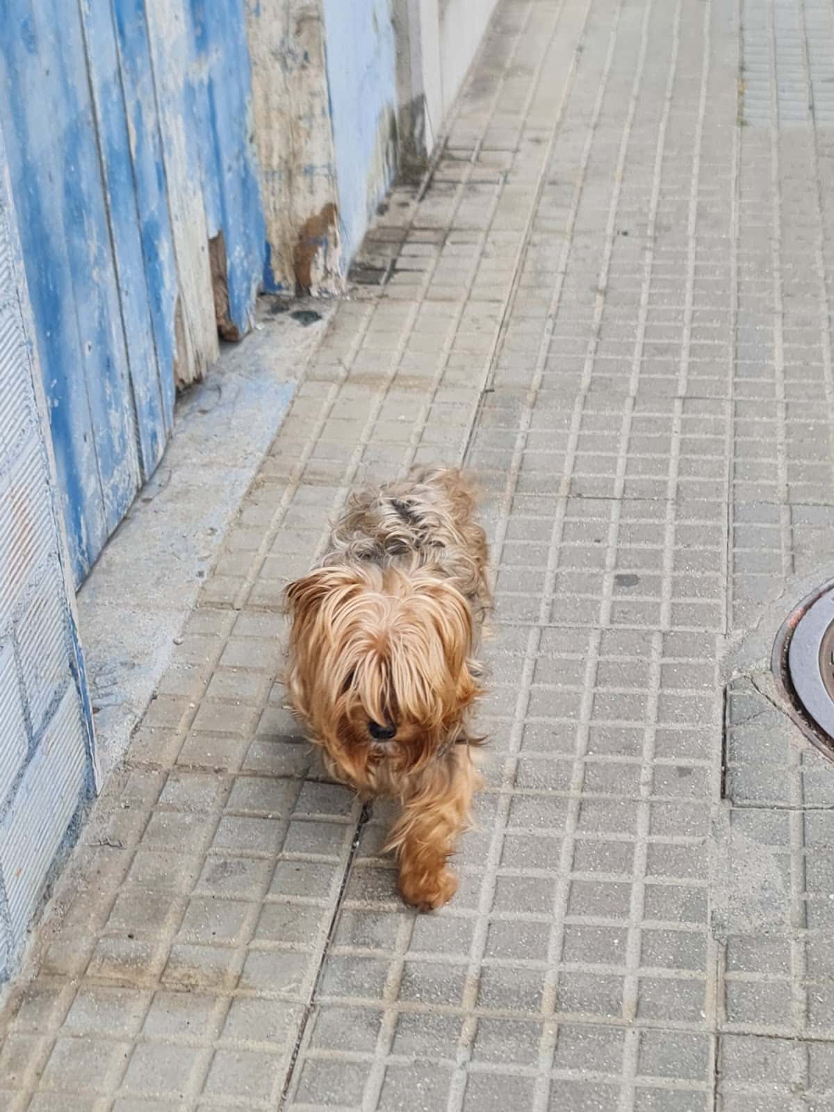 Animalia Deza Centro Veterinario - Lalin