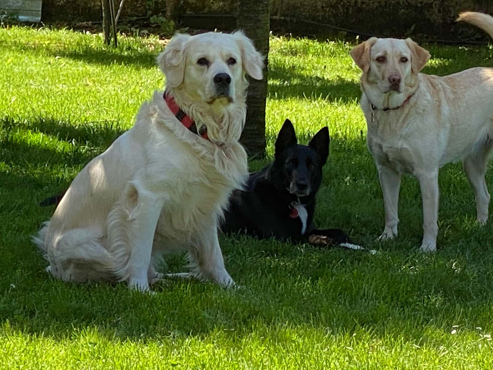 Clínica Veterinaria Golmar