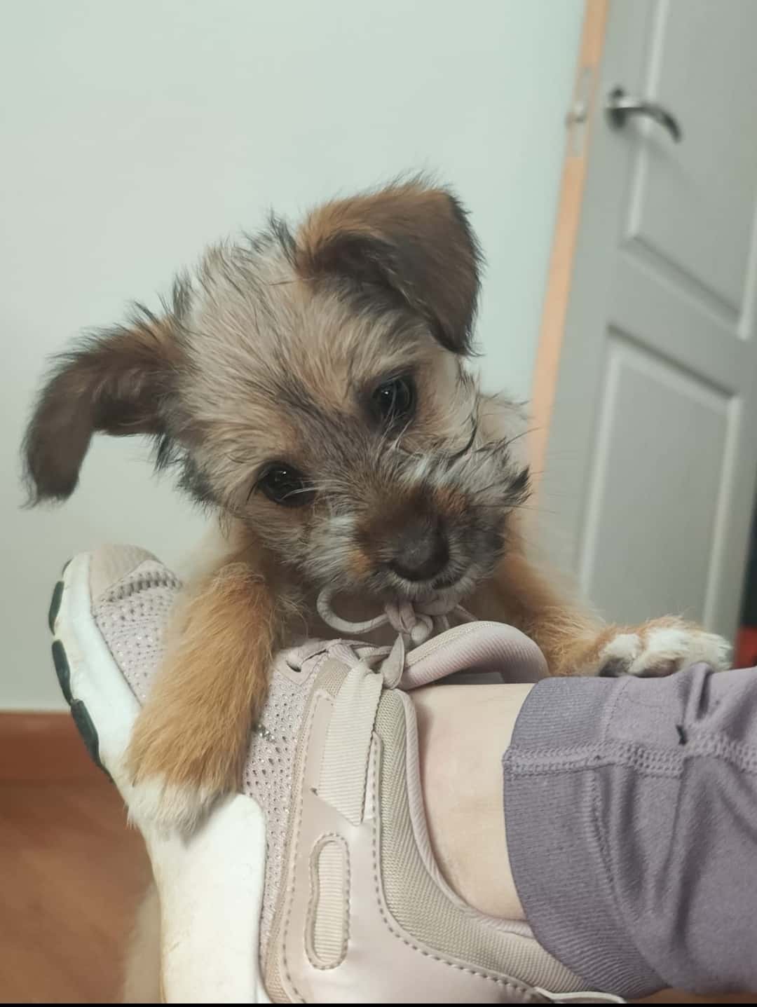 Clínica Veterinaria Golmar