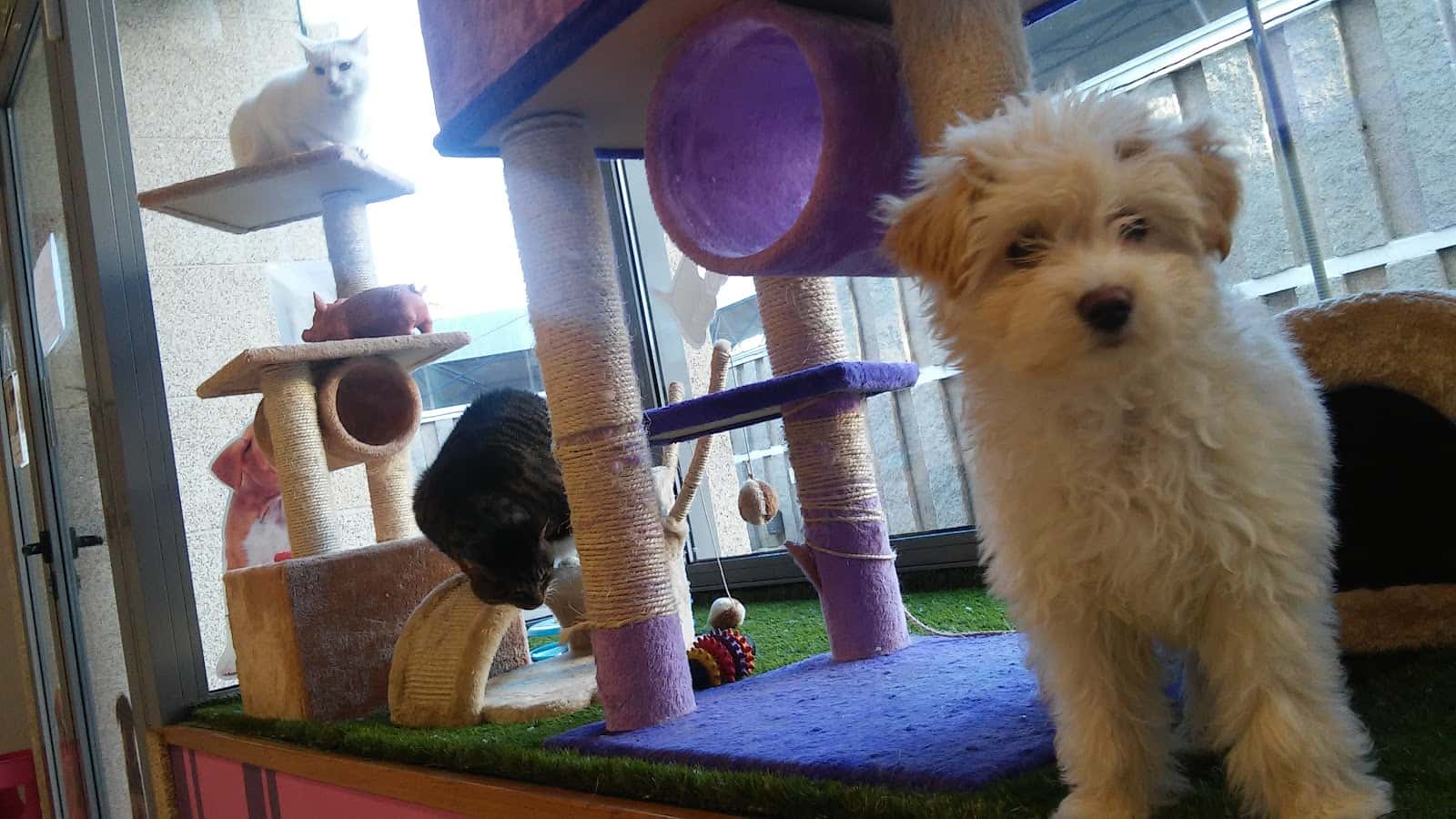 Centro Veterinario Imevet