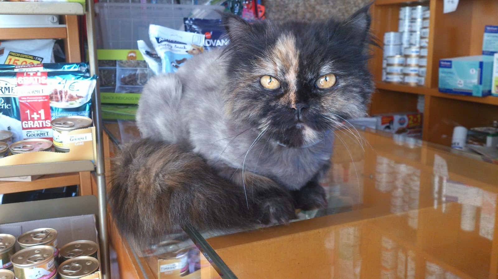 Clínica Veterinaria Gondomar