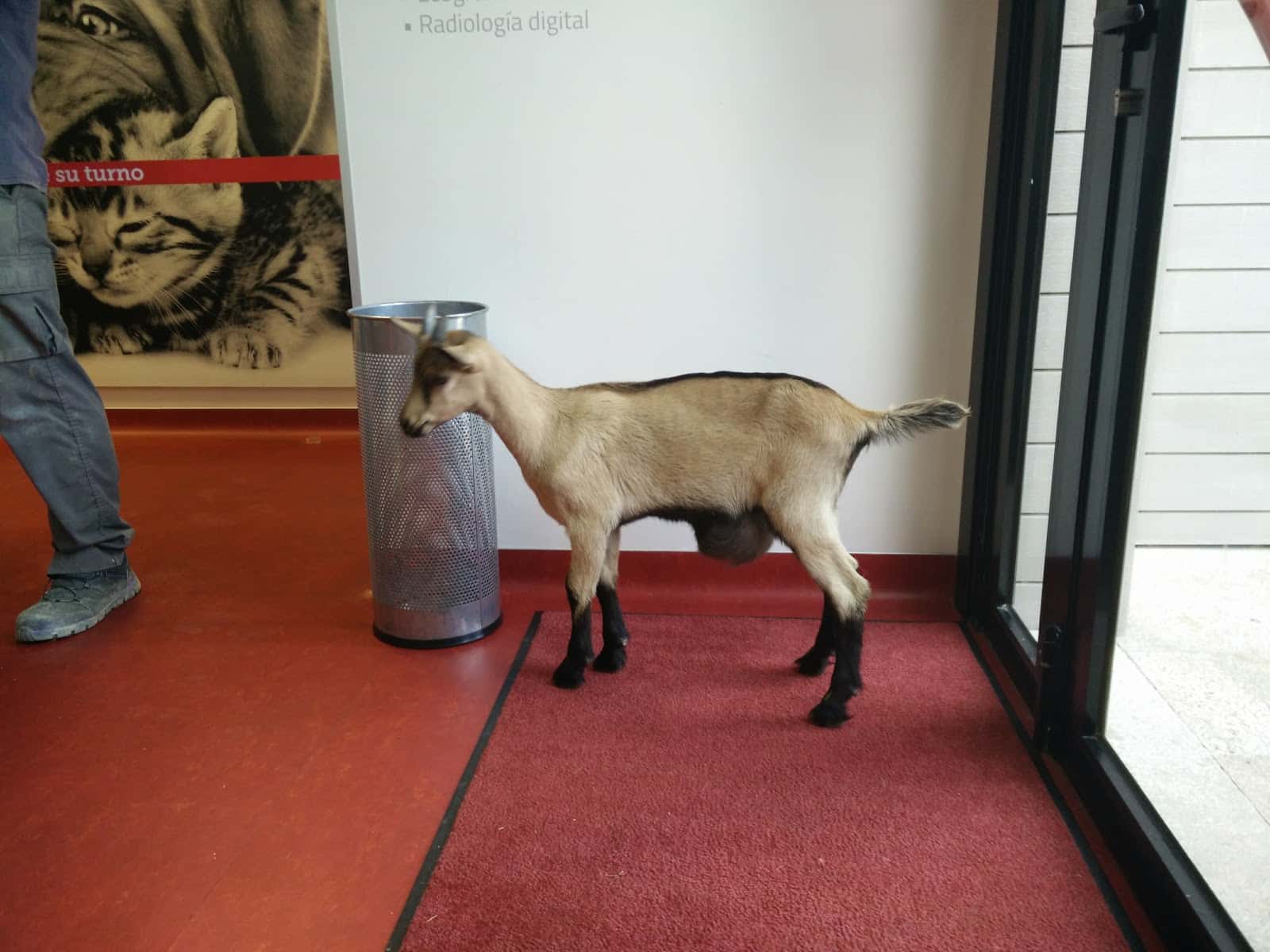 Clínica Veterinaria AV