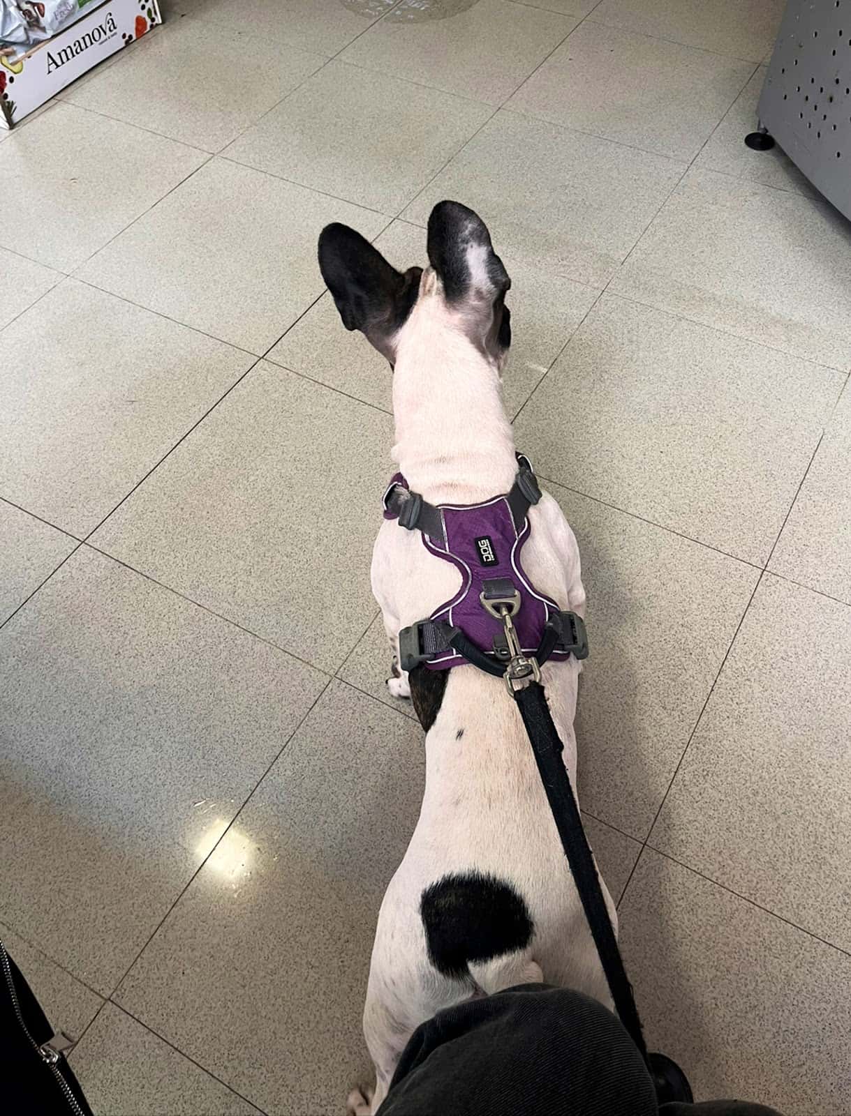 Clinica Veterinaria Peluxa
