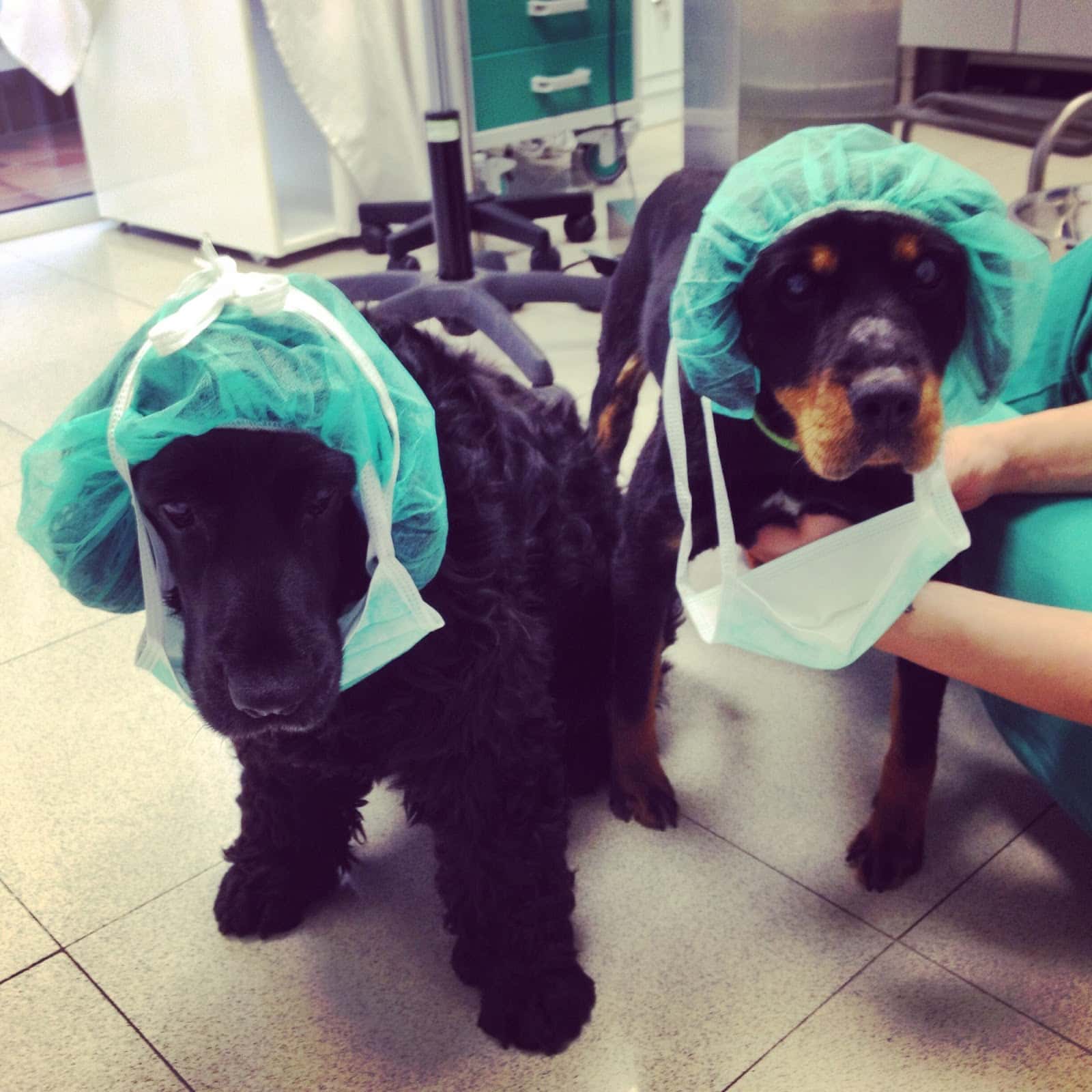 Clinica Veterinaria Peluxa