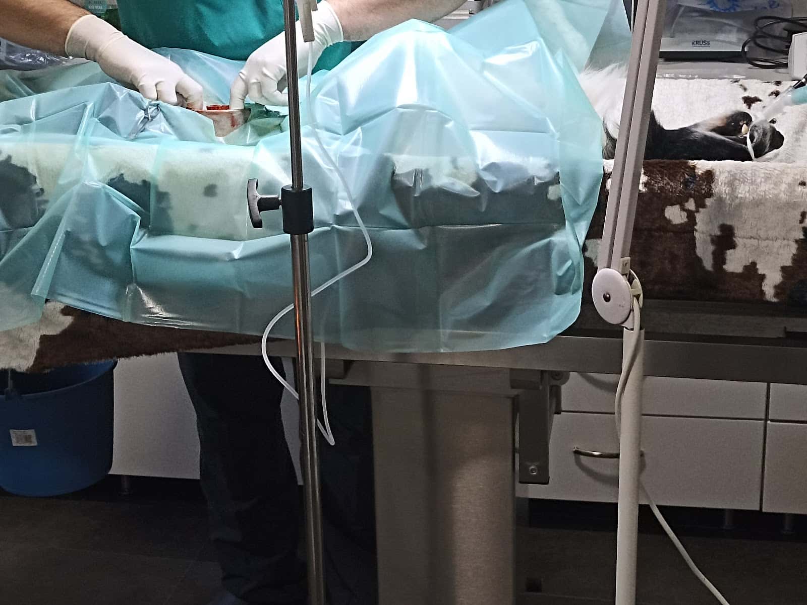 Clinica Veterinaria