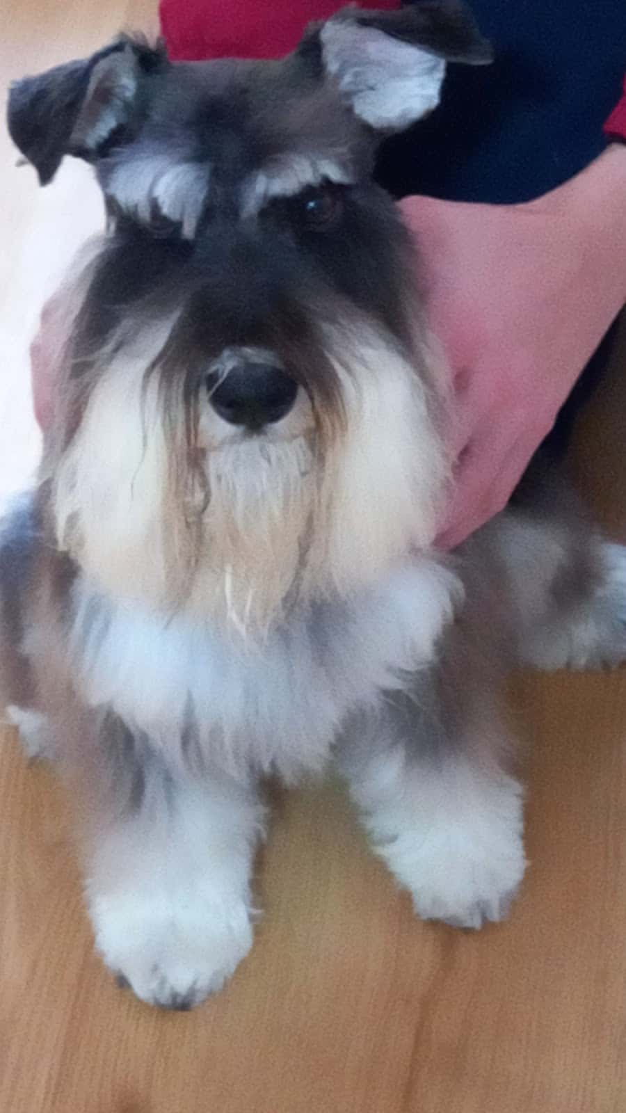 Clínica Veterinaria Luna Villamayor Salamanca