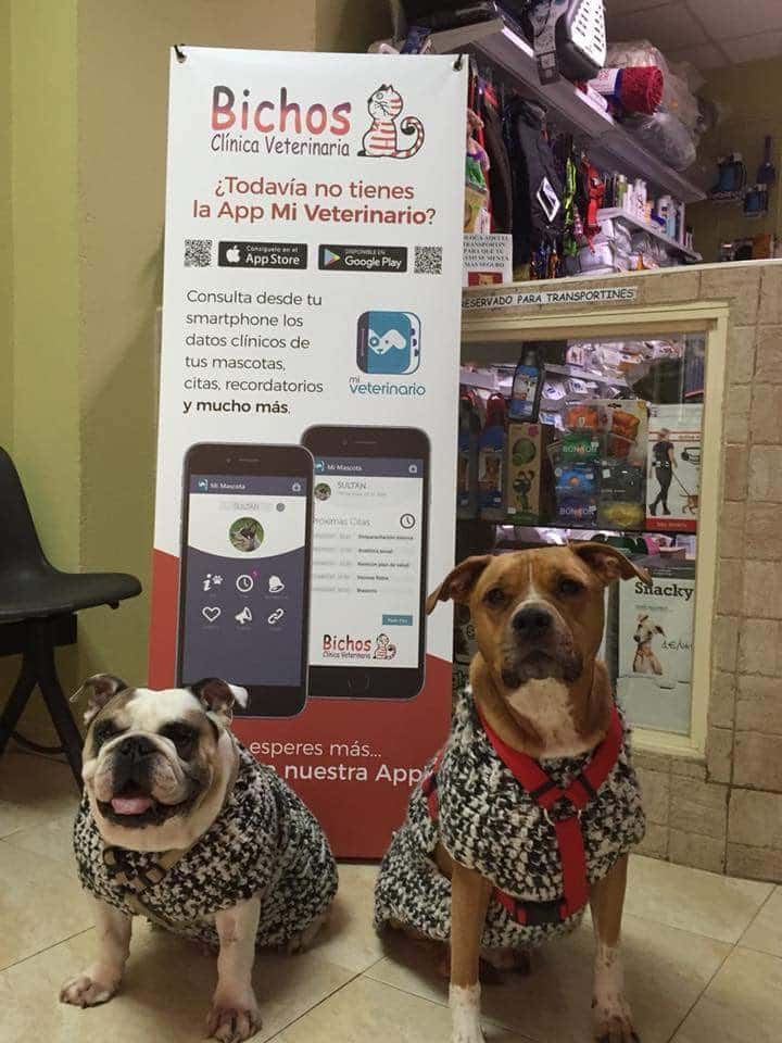 Clínica Veterinaria Bichos