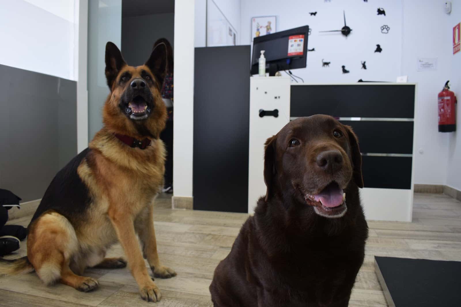 Norte Veterinarios