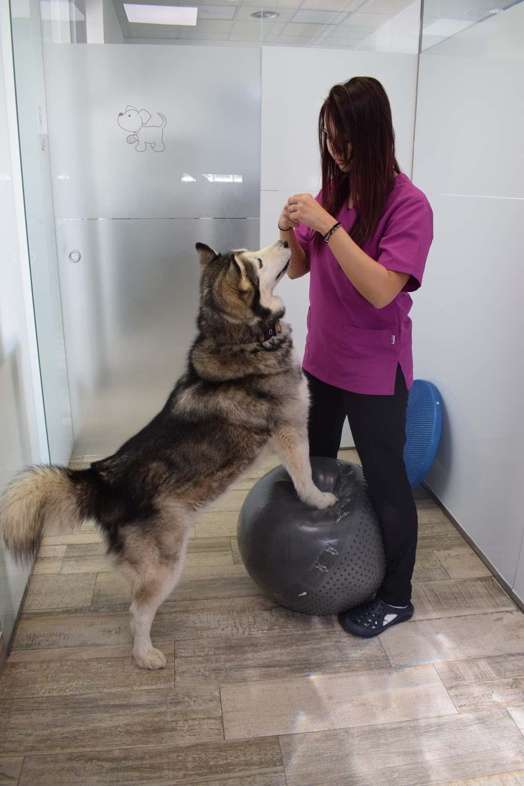 Norte Veterinarios