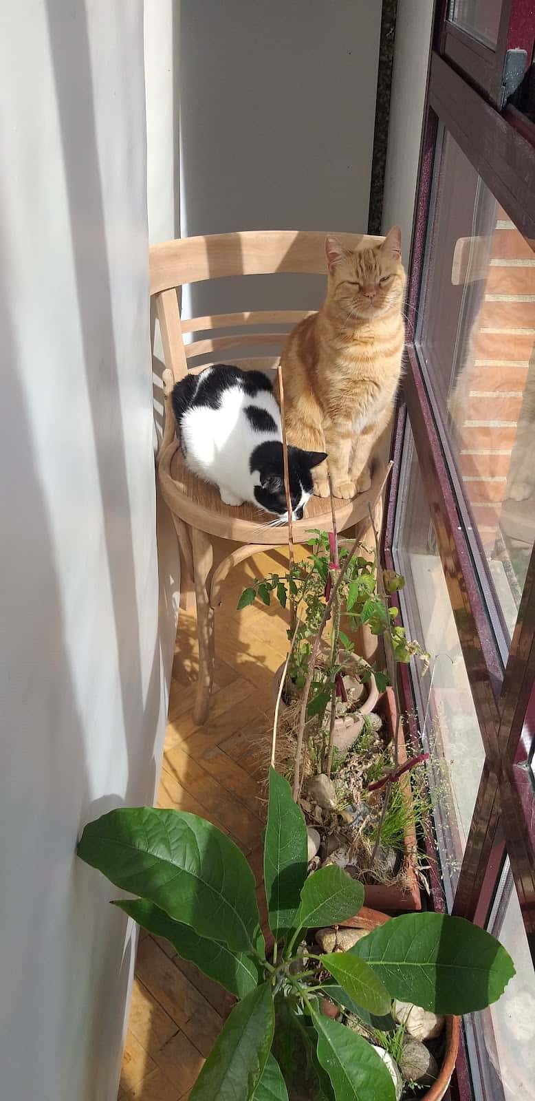 Clínica Veterinaria Salinero