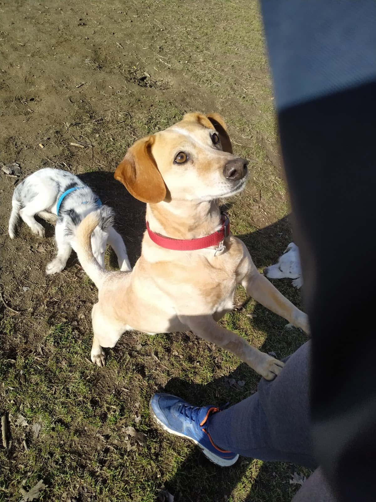 Clínica Veterinaria Salinero