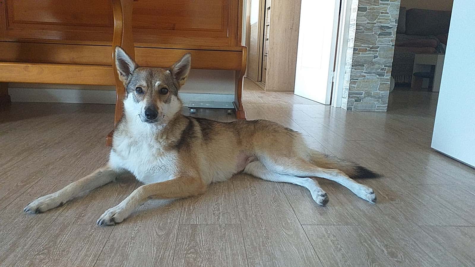 Clínica Veterinaria Quercus