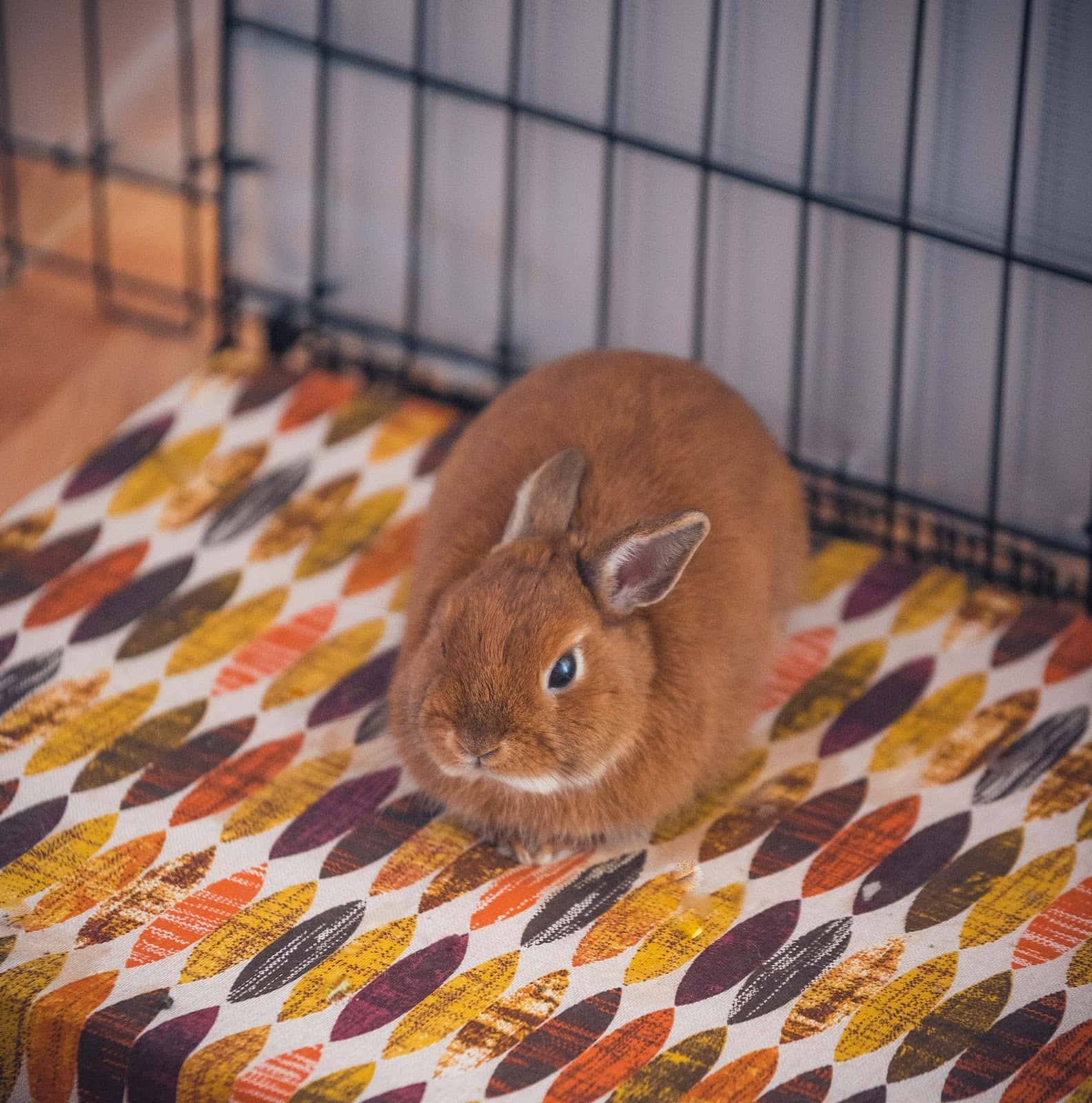 Clínica Veterinaria Sedano