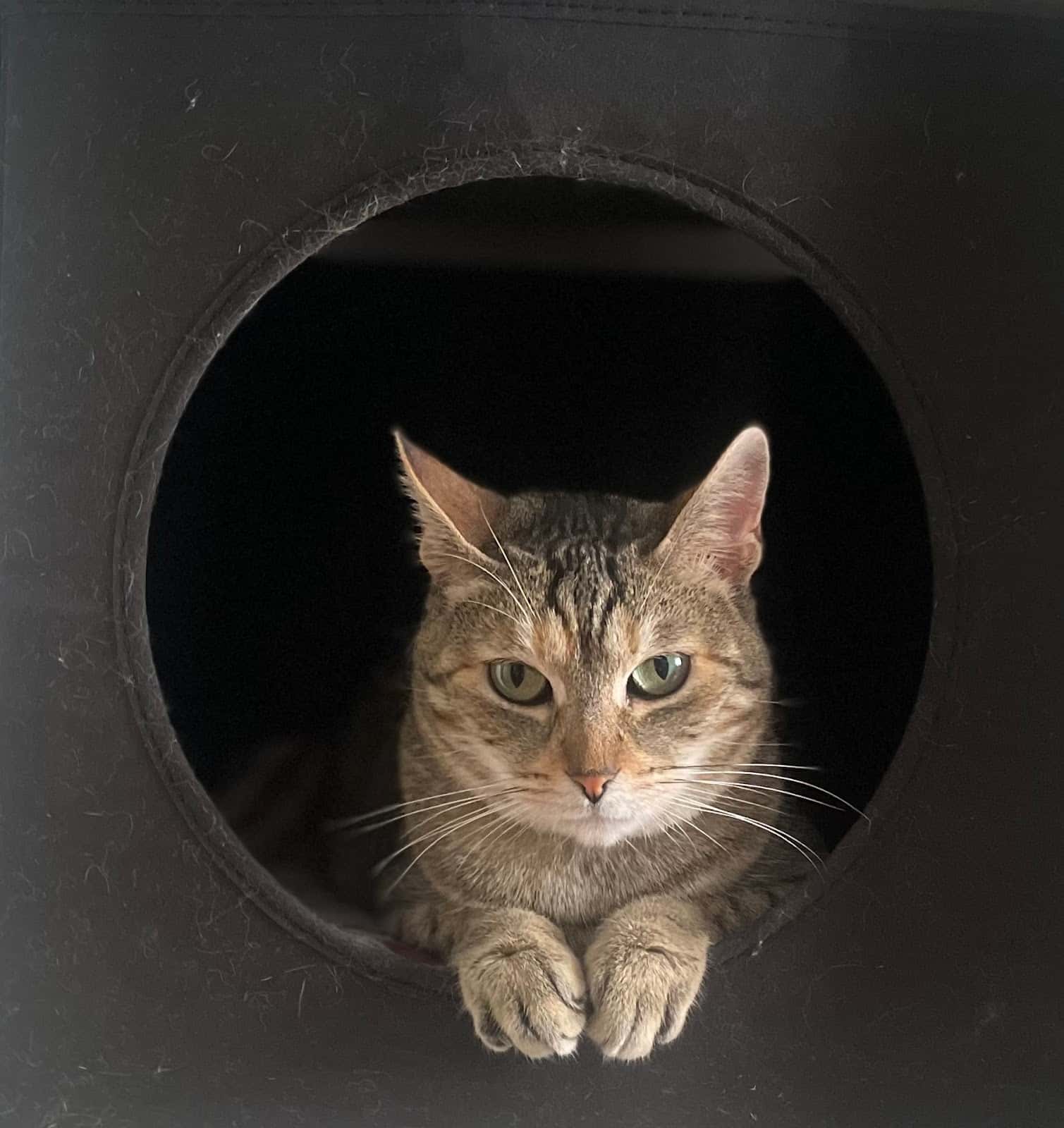 Clínica Veterinaria Sedano