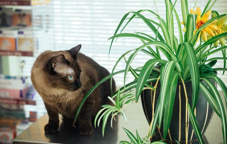 CLÍNICA VETERINARIA CABRERIZOS
