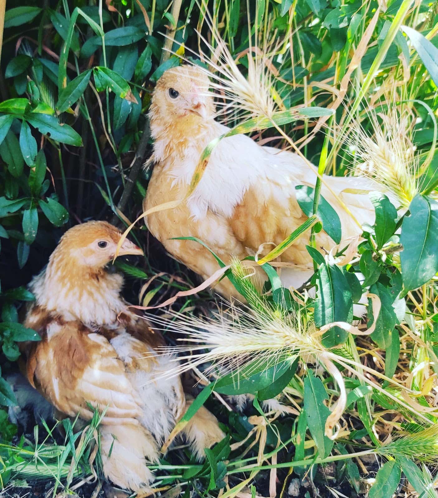 Serengueti