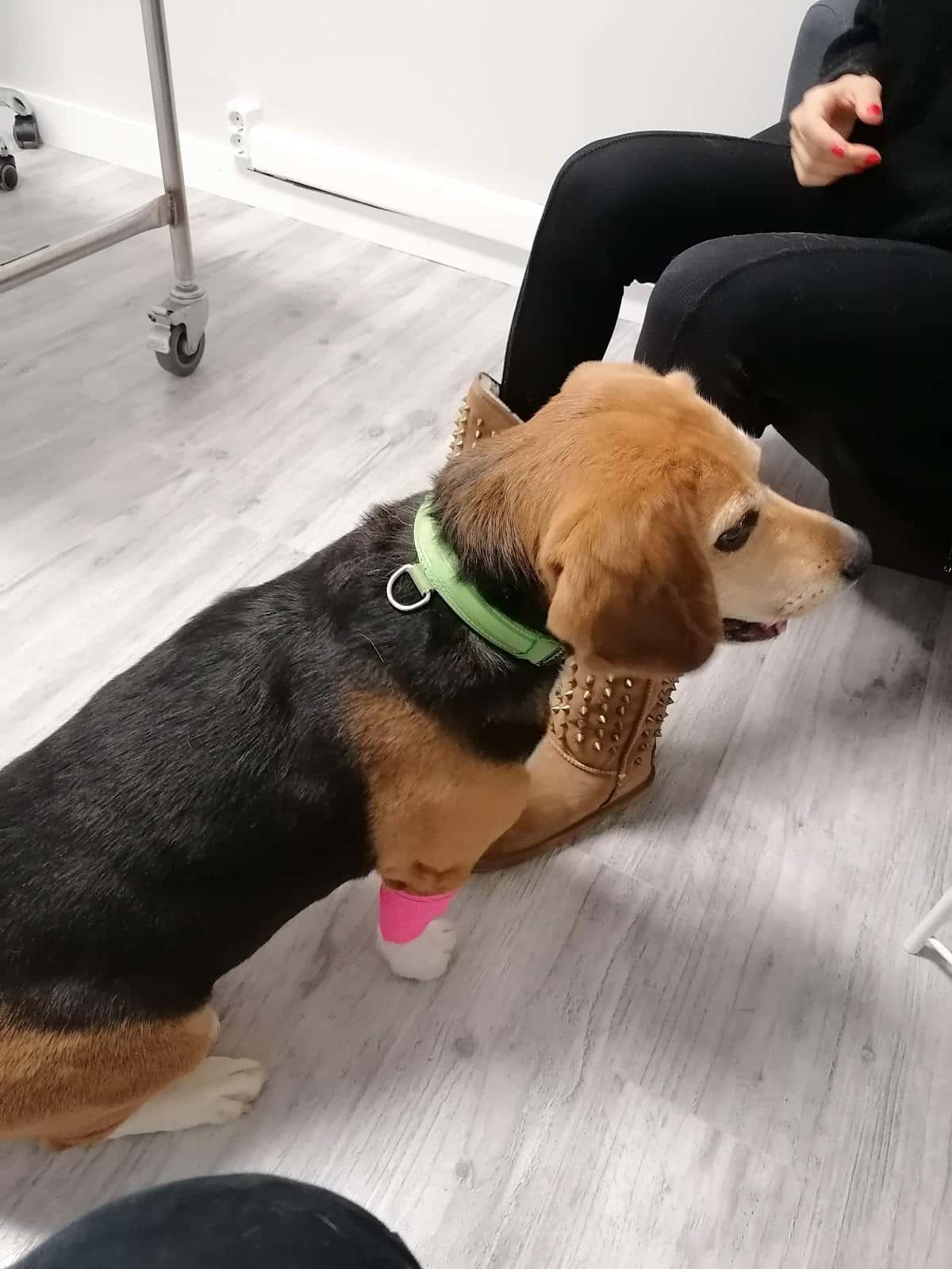 UMAVET (Oncología Veterinaria)