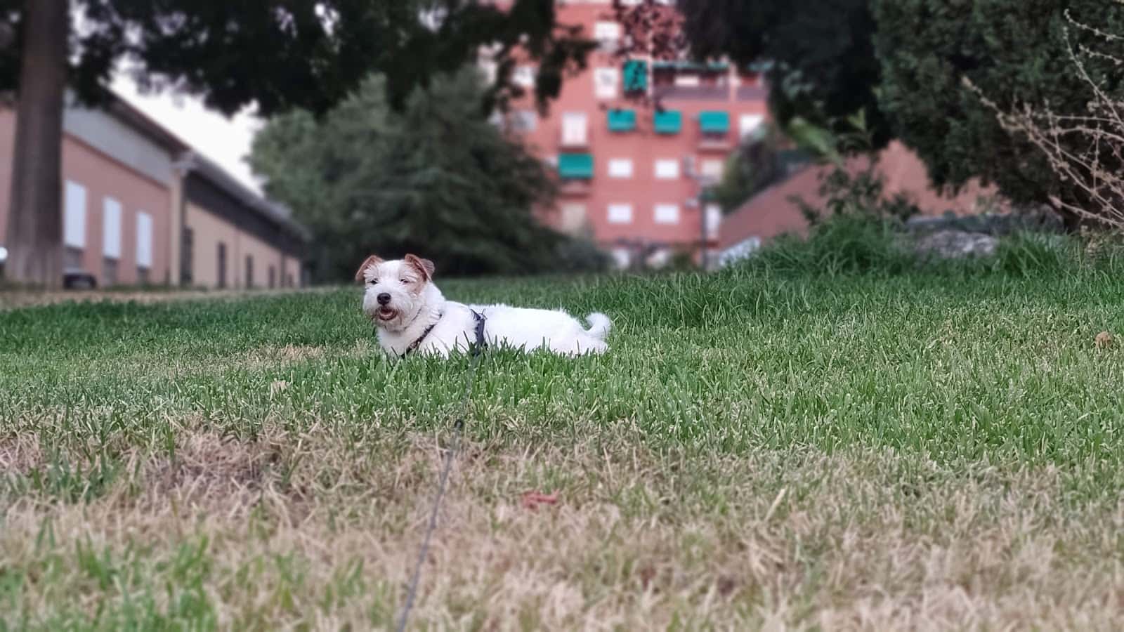 UMAVET (Oncología Veterinaria)
