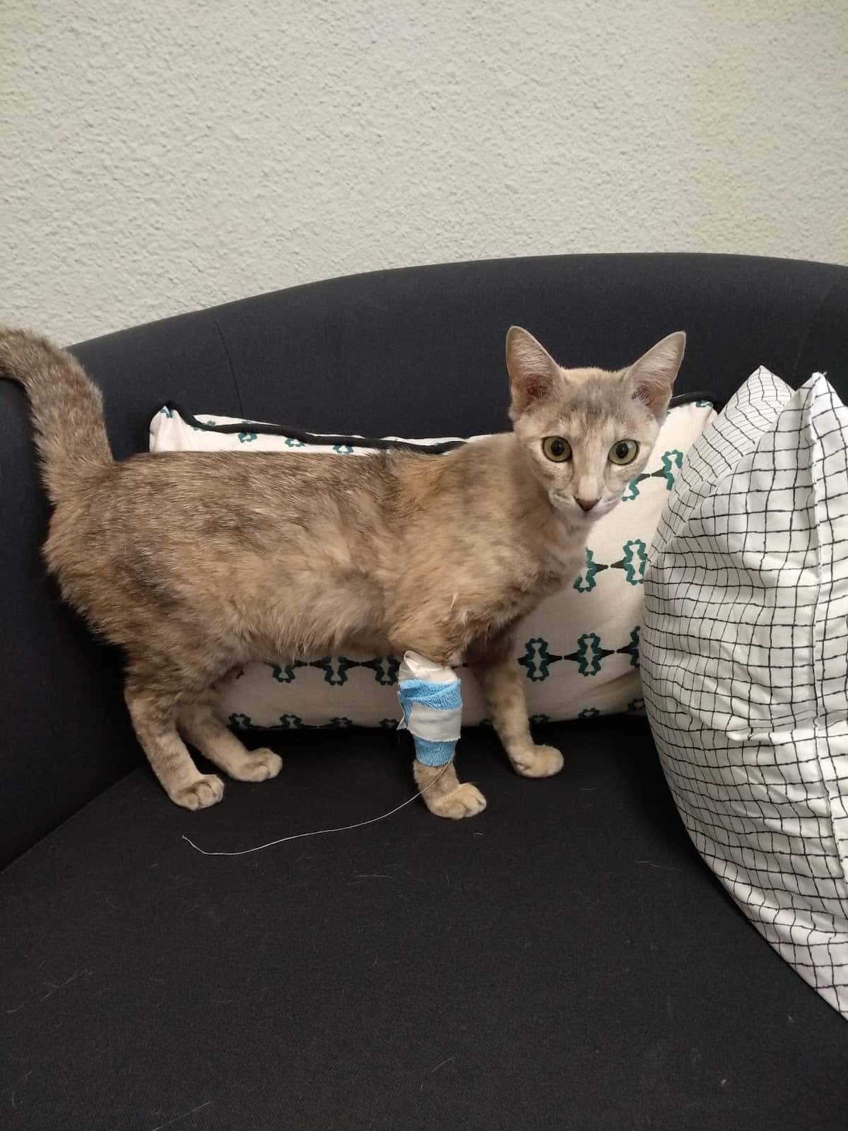 UMAVET (Oncología Veterinaria)