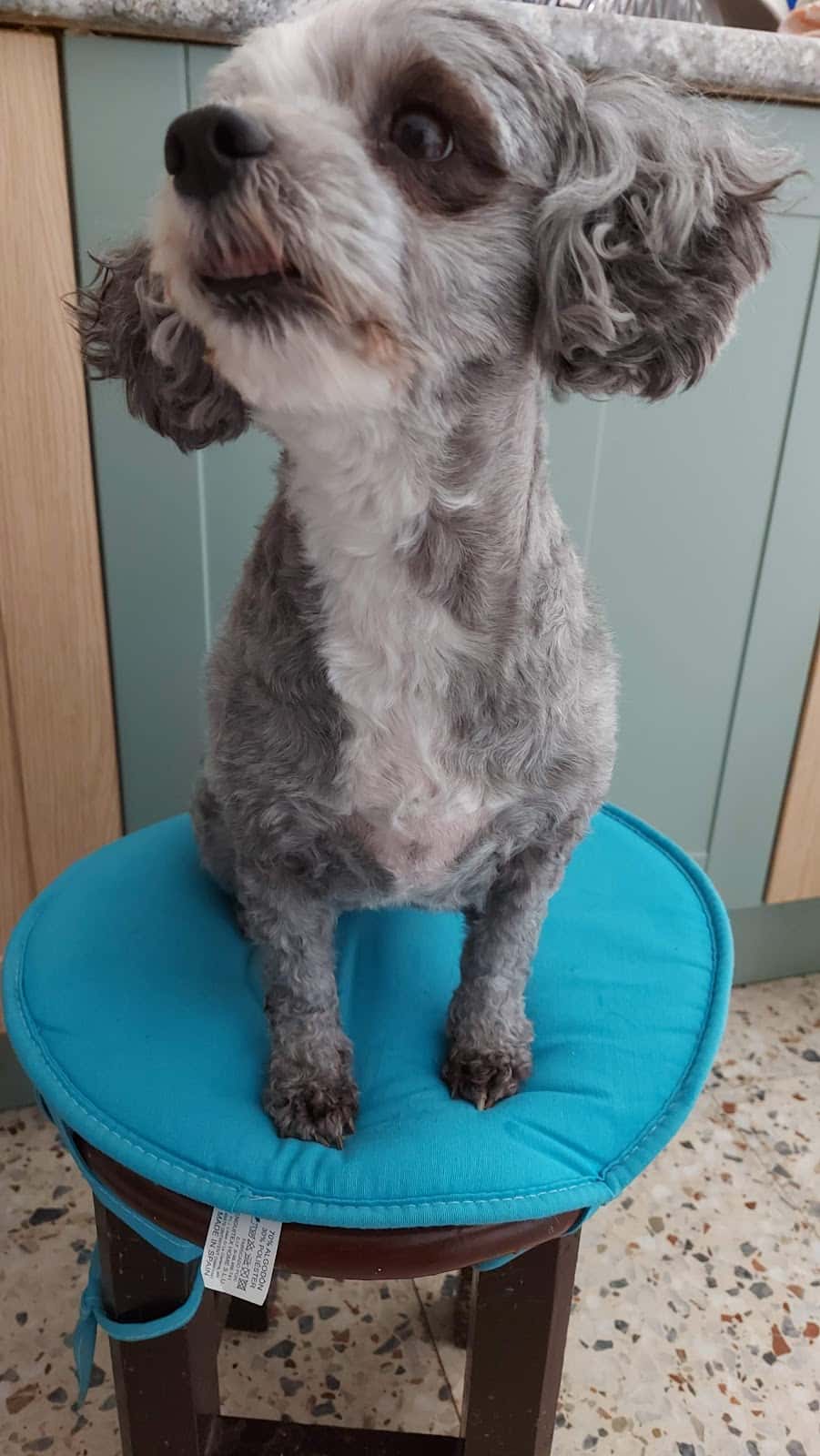 Centro Veterinario La Villa